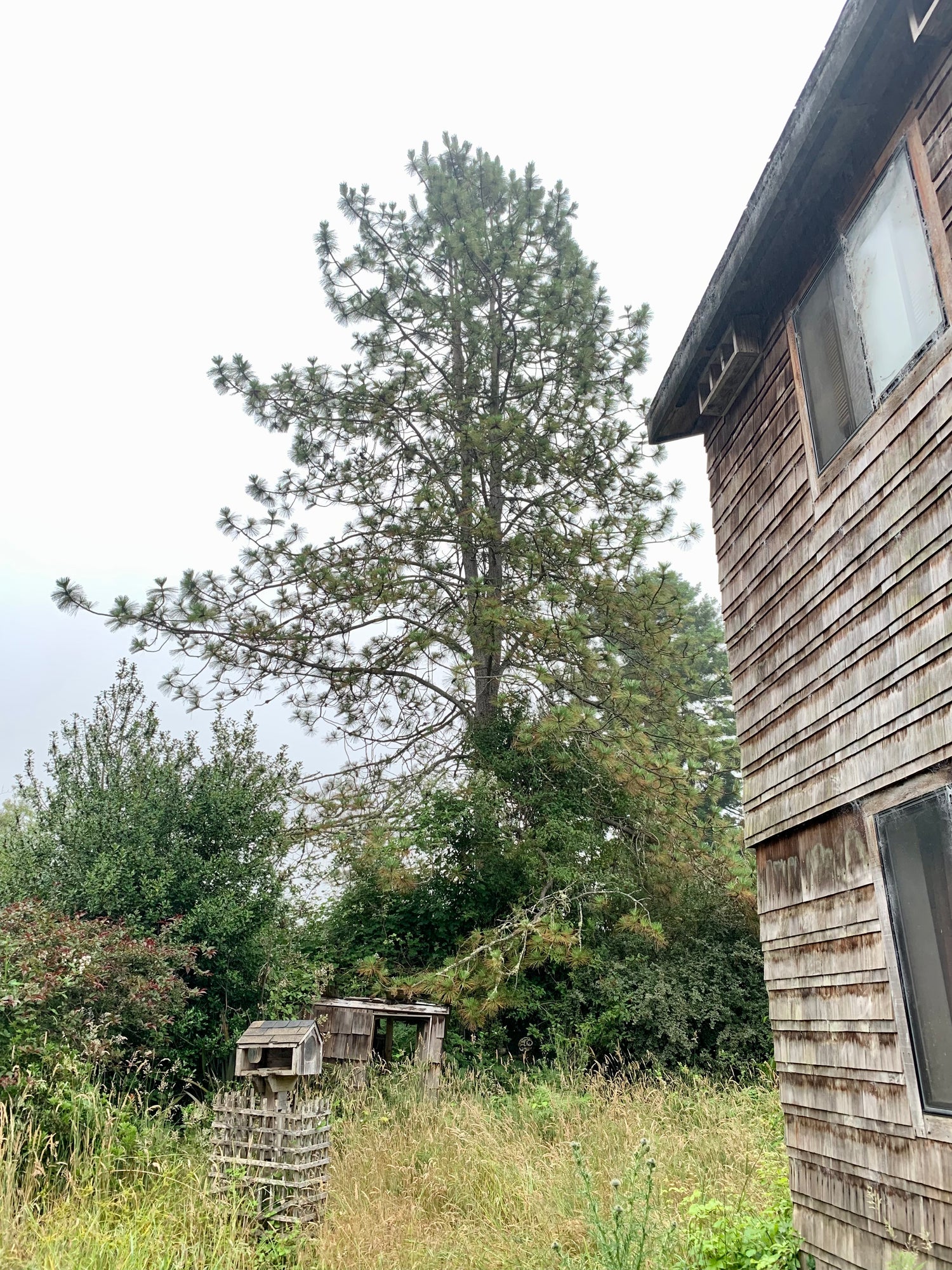 the side of an old wood house with an overgrown grass yard