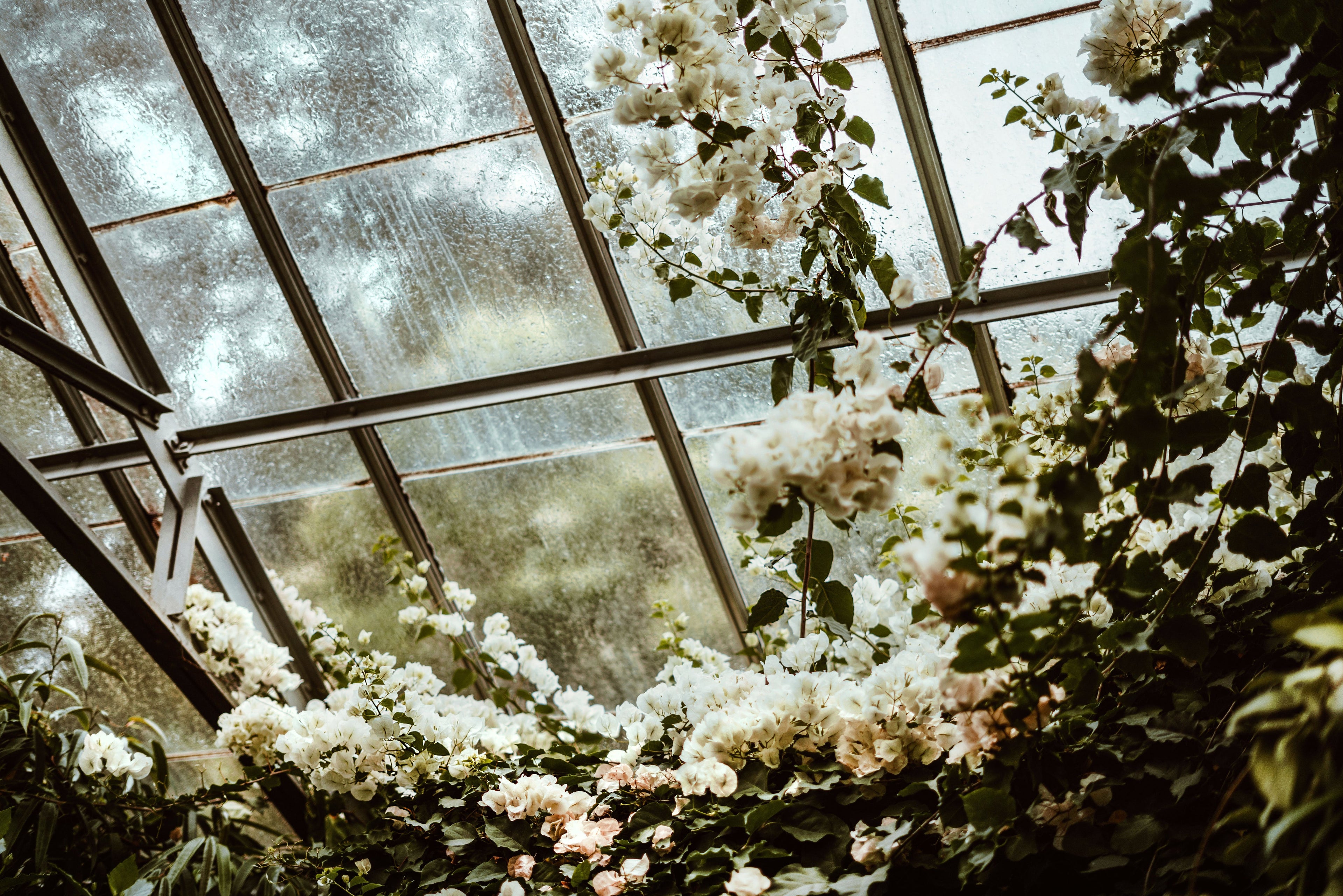 luscious white flowers blooming in a glass greenhouse