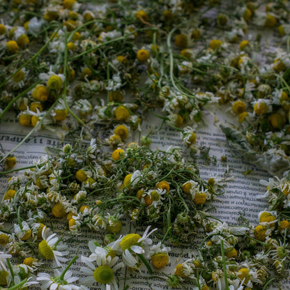 cut chamomile buds drying on newspaper